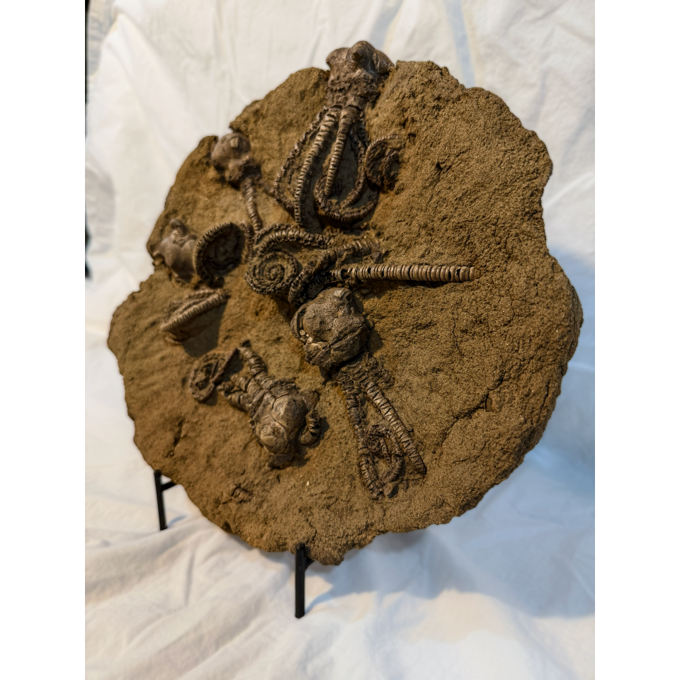 Jimbacrinus Bostocki Fossil
