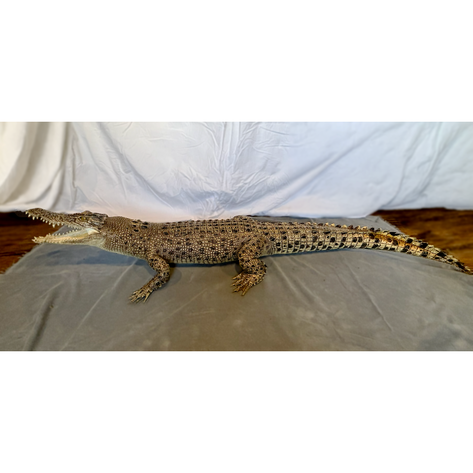 Saltwater Crocodile (Crocodylus porosus