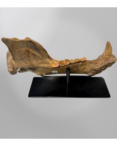 Cave Bear (Ursus spelaeus) Lower Mandible — Pleistocene, Romania