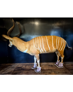 Bongo (Tragelaphus eurycerus)