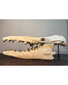 Basilosaurus (Authentic Fossilized Skull)
