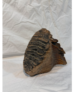 Woolly Mammoth Molar (Mammuthus primigenius)