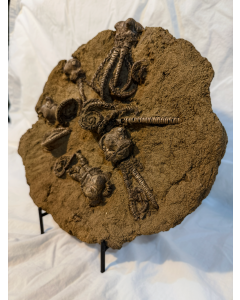 Jimbacrinus Bostocki Fossil