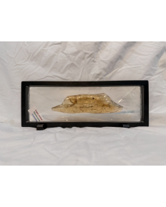 Colombian Copal Amber 