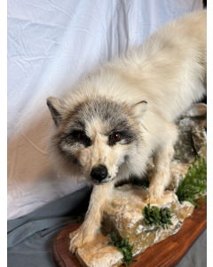 Marble Fox