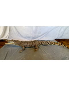Saltwater Crocodile (Crocodylus porosus