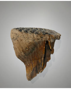 Woolly Mammoth Molar (Mammuthus primigenius)