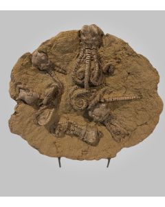 Jimbacrinus Bostocki Fossil
