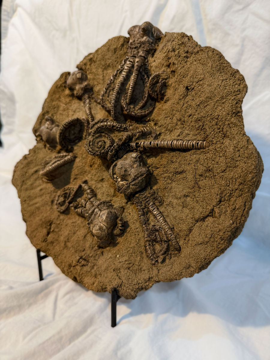 Jimbacrinus Bostocki Fossil