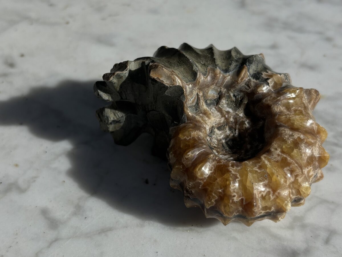 Ammonite specimen photographed in close detail