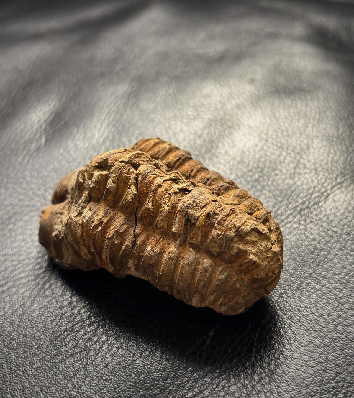Trilobite fossil viewed at close range